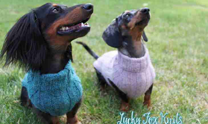 How to knit overalls for a little dog