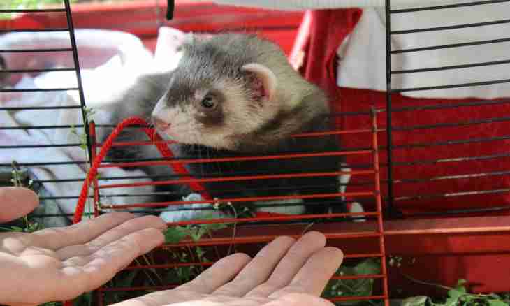 How to make a cage for a polecat