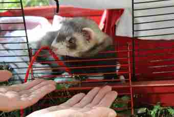 How to make a cage for a polecat