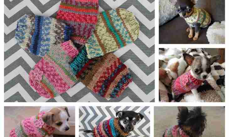 How to knit to a dog clothes