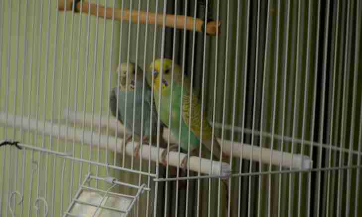 How to equip a cage to budgerigars