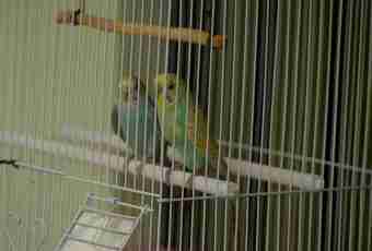 How to equip a cage to budgerigars