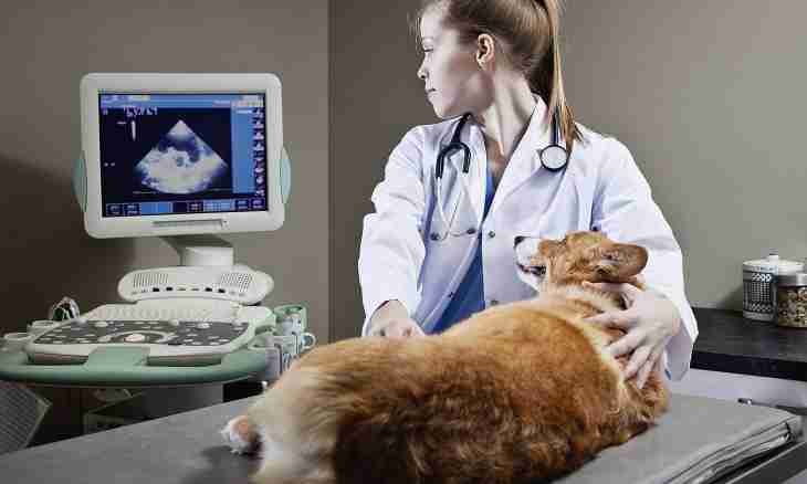 How to make ultrasonography of an abdominal cavity to a cat