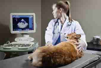 How to make ultrasonography of an abdominal cavity to a cat