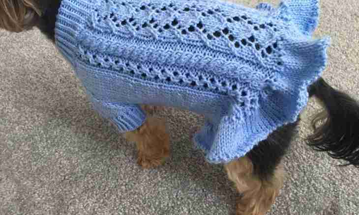 How to knit clothes for a dog
