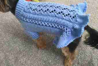 How to knit clothes for a dog