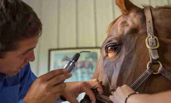 Diseases of horses: treatment by folk remedies