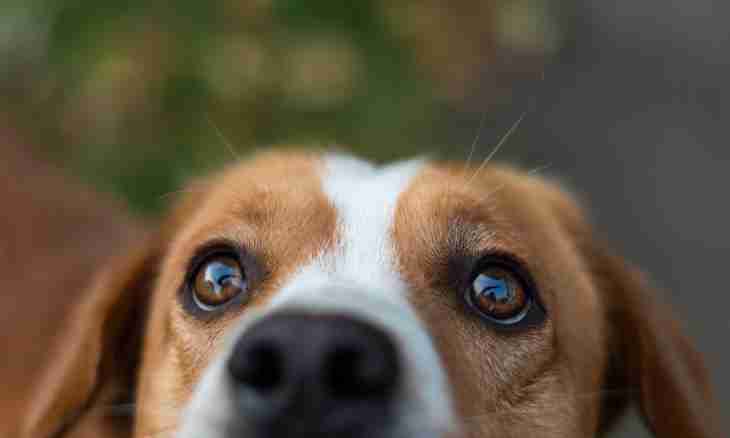 How to treat eyes at dogs