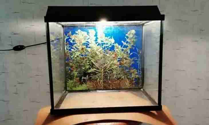 How to issue an aquarium without small fishes