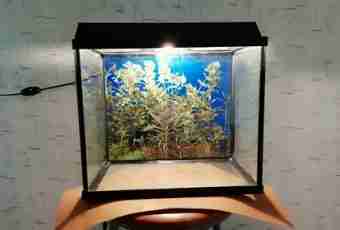 How to issue an aquarium without small fishes