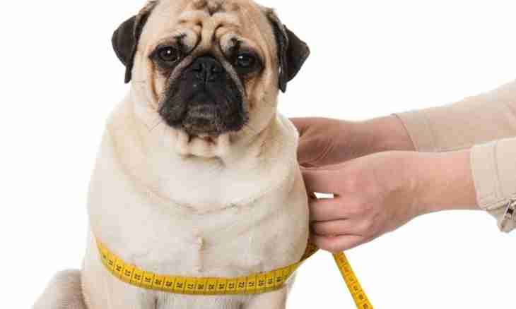 How to lose weight to a dog