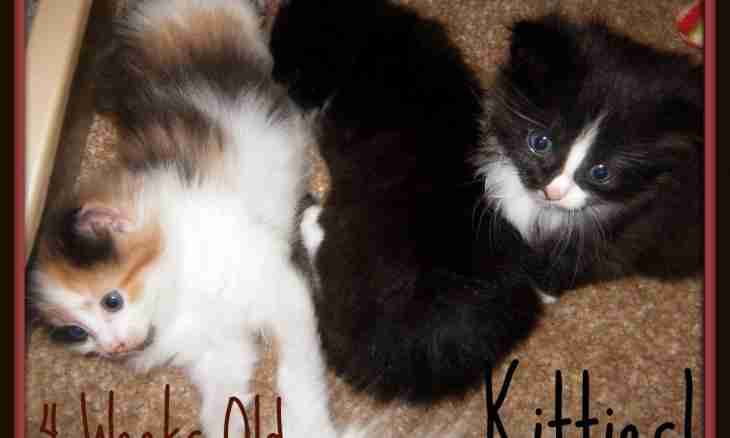 What inoculations need to be done to a kitten