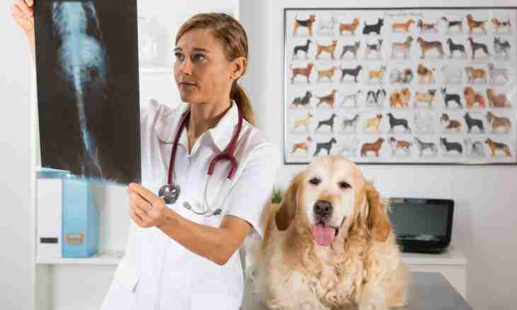 Konyyuktivit at dogs: diagnostics and treatment