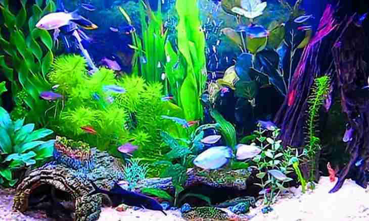 How to make a background in an aquarium