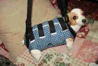 How to sew carrying for dogs