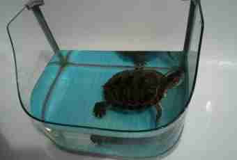 How to make an aquarium for turtles