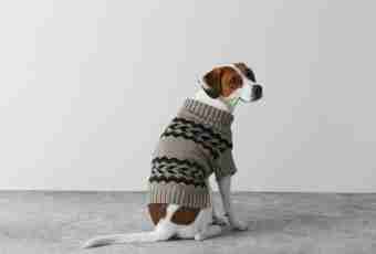 How quickly to knit a sweater for a dog
