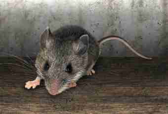 Extermination of mice: alternative solutions