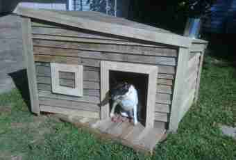 How to make the dog doghouse