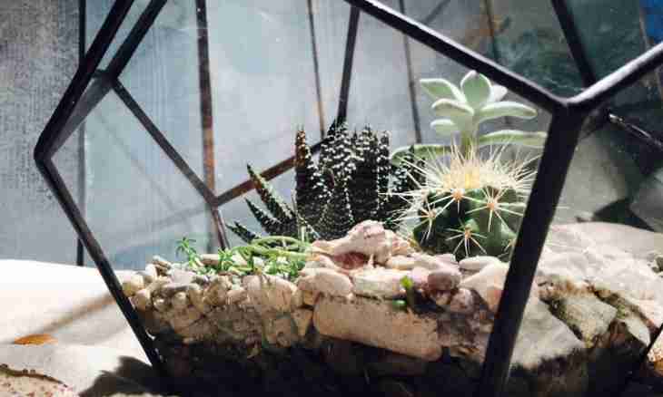 How to equip a terrarium for a turtle