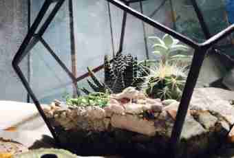 How to equip a terrarium for a turtle