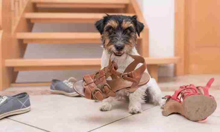 How to sew footwear for dogs