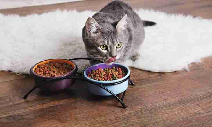 How to make a bowl for feeding of a cat?