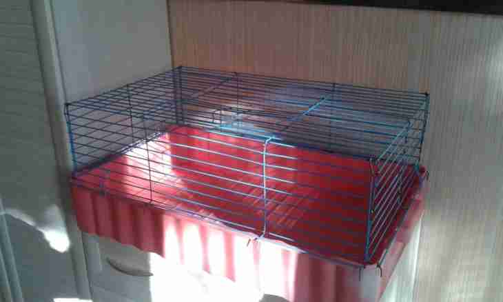 How to make a cage for guinea pigs