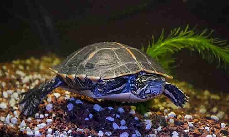 How to change water in an aquarium for turtles