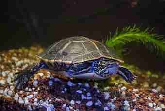 How to change water in an aquarium for turtles