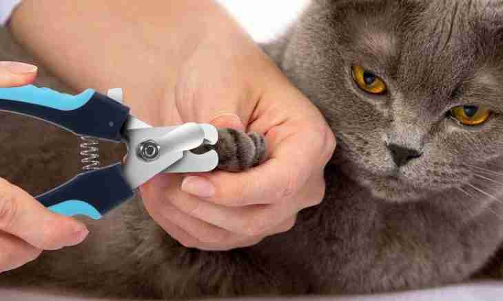 How to make a claw sharpener for a cat