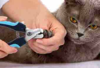 How to make a claw sharpener for a cat
