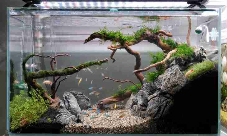 How to lower rigidity in an aquarium