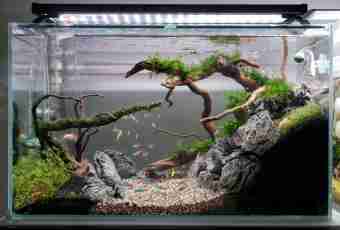 How to lower rigidity in an aquarium