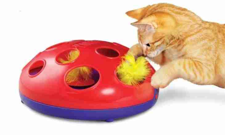 What are toys for cats