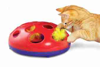 What are toys for cats