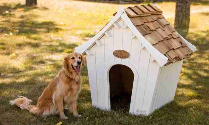 How to make the house for a dog