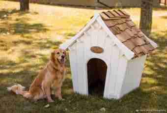 How to make the house for a dog