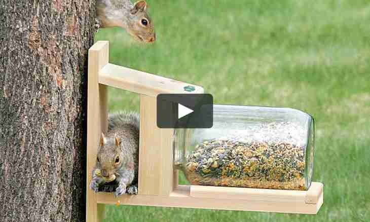 How to make squirrel feeder