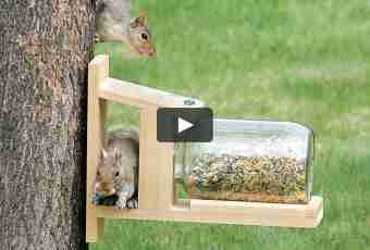 How to make squirrel feeder
