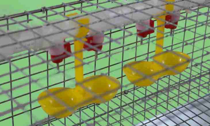 How to construct a cage for quails
