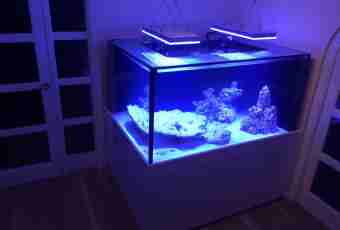 How to choose a lamp for a house aquarium