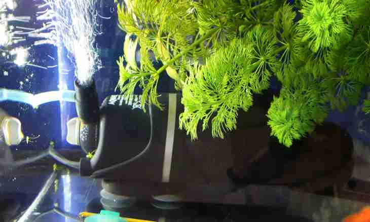 How to wash out the filter in an aquarium