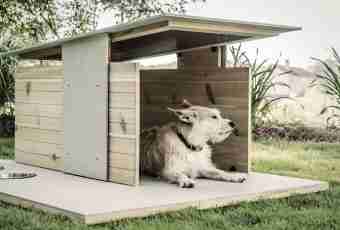 How to build the doghouse for a dog