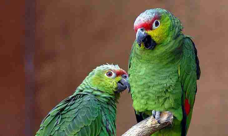 What parrot speaks best of all