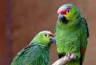What parrot speaks best of all