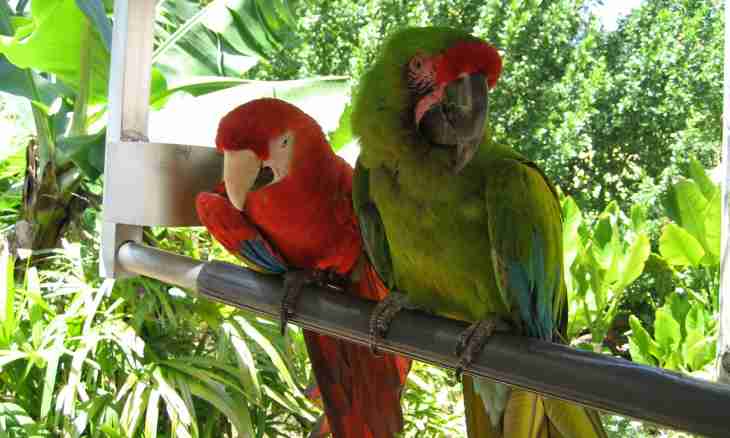 All about parrots: how to feed