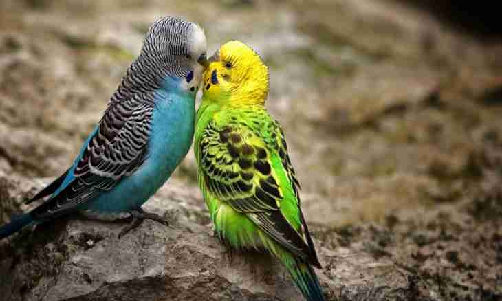 How to know a sex of a budgerigar