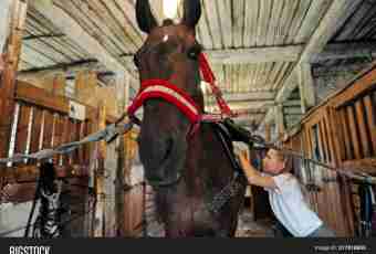 How to put on a bridle