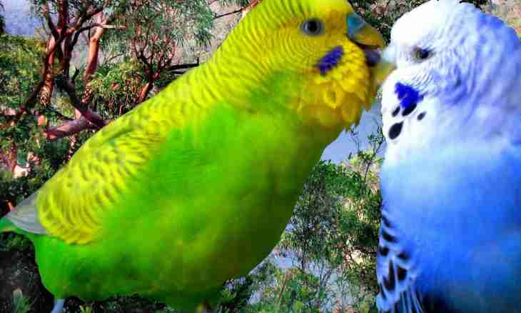 How to choose and buy a budgerigar
